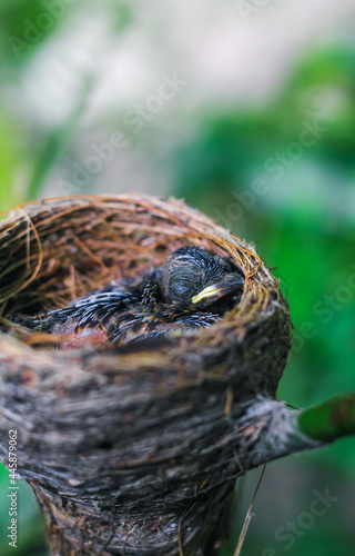 Newborn bird in the nest close up. A small little bird in the nest waits for mother. Baby bird close look. Living in a bird's nest made of grass.