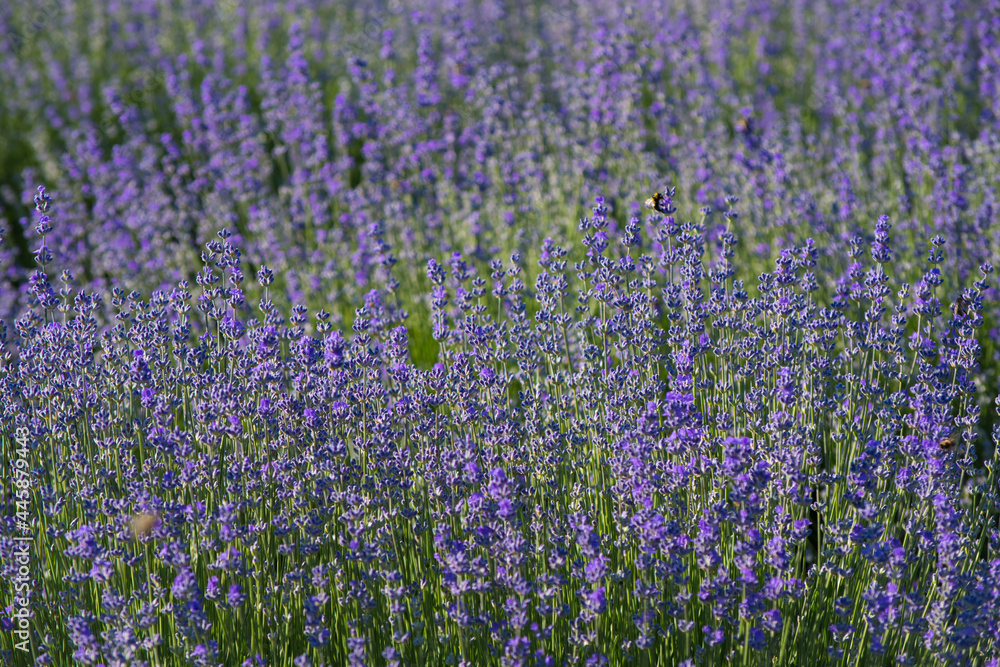 Lavender field in the summer. Flowers in the lavender fields
