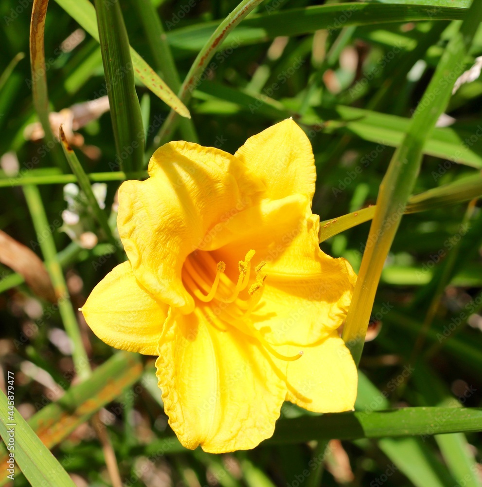 A close view of the bright yellow flower in the garden.