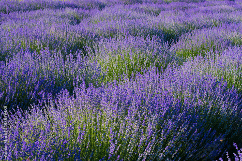 Lavender field in the summer. Flowers in the lavender fields