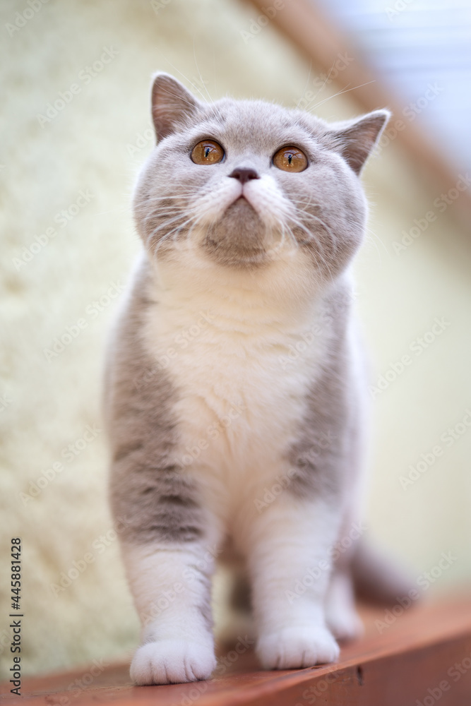 Britisch Kurzhaar Katzen Kitten Katzenbaby Britisch Kurzhaar Katzen Kitten Katzenbaby