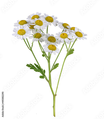 Mutterkraut (Tanacetum parthenium), Blütenstand, freigestellt, Deutschland