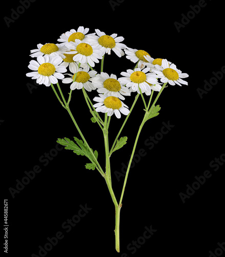 Mutterkraut (Tanacetum parthenium), Blütenstand, freigestellt, Deutschland photo