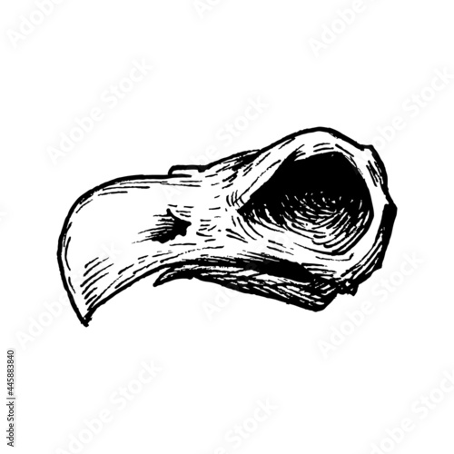 Black and white vintage etched art. Ink drawn ghotic clipart for sticker, tattoo, print. Dead bird skull with big beak. Remains of raven or griffin in desert. Predator animal.
