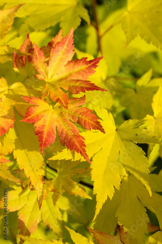 Yellow red autumn maple leaves in sunny day. Seasons change from summer to fall.
