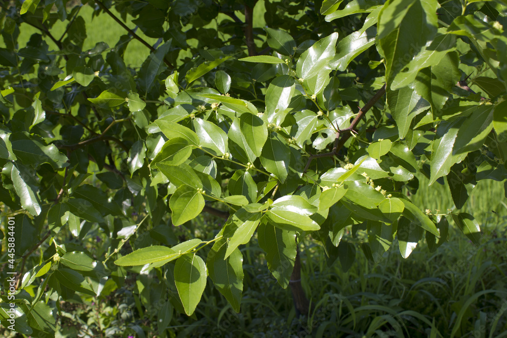 It is a jujube leaf pattern.