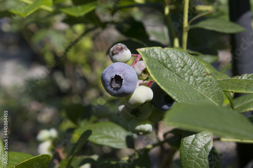 Highbush blueberry plant with fruits