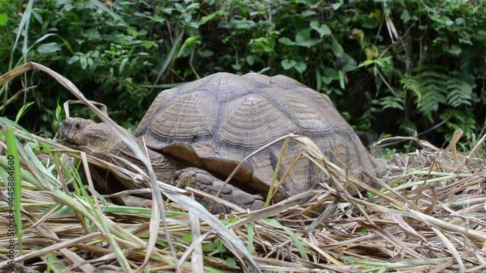 Two feet long brown tortoise (Testudinidae) crawling on the grassy ground. Close-ups. Two feet long brown tortoise (Testudinidae) crawling on the grassy ground. Close-ups.