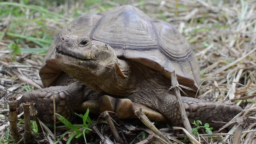 Two feet long brown tortoise (Testudinidae) resting on a grassy ground. Close-ups. Two feet long brown tortoise (Testudinidae) resting on a grassy ground. Close-ups.