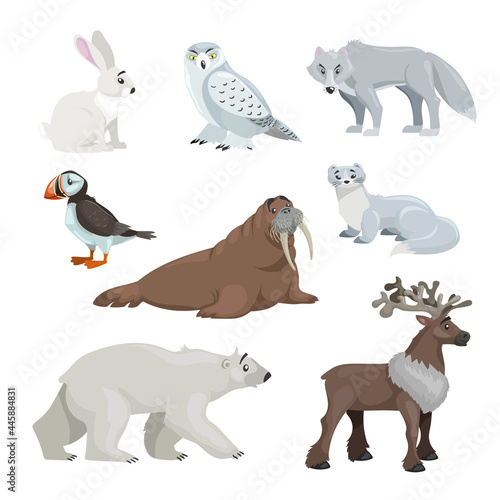 Cartoon polar and arctic animals. Snowy hear, owl, wolf, puffin, walrus, ermine, polar bear and reindeer. Educational vector illustrations collection.