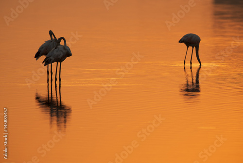 Silhouette of Greater Flamingos in the morning, Bahrain