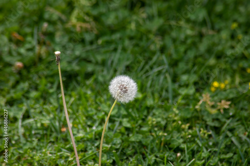 Dandelion in field