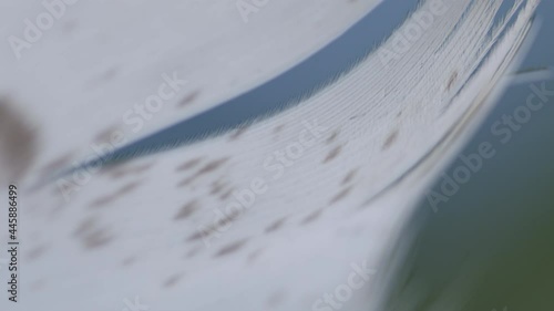 Wallpaper Mural Feather background, blurred focus, abstraction. Macro shot. Torontodigital.ca