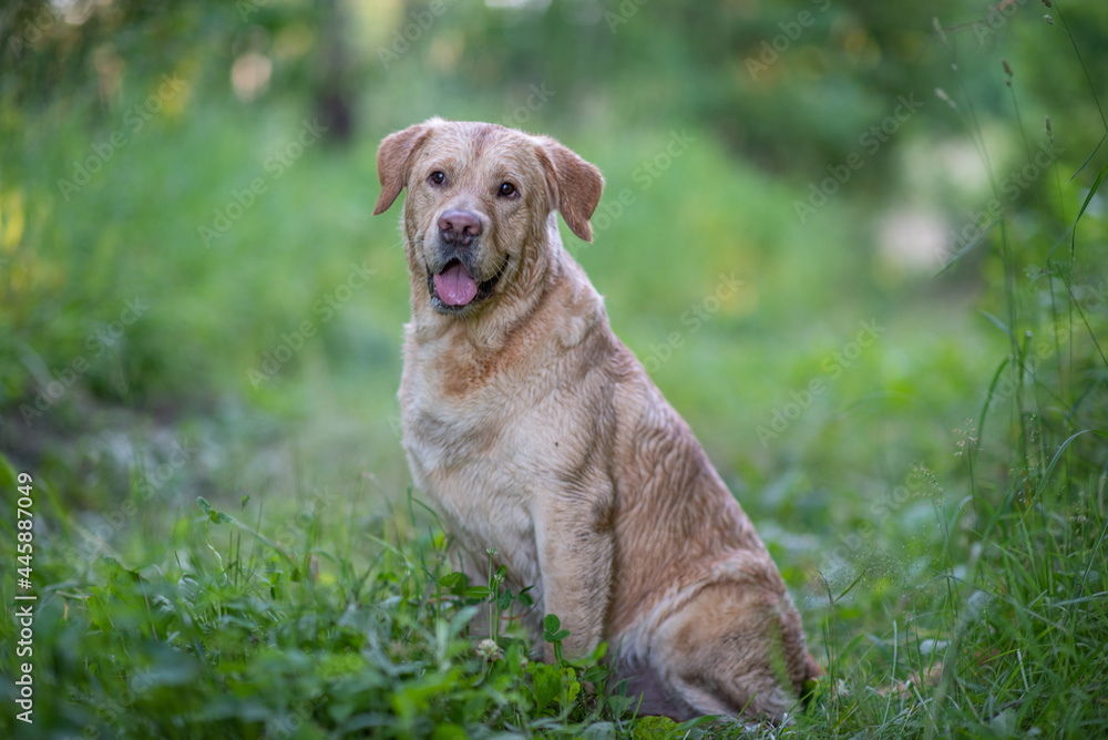 Portrait of a young beautiful fawn labrador retriever in the park. Portrait of a young beautiful fawn labrador retriever in the park.