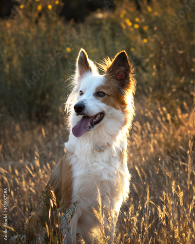 a beautiful brown and white Border Collie dog sitting in a field of grass. Giving the sunbeam of a beautiful sunset.Dogs energy concept. photo