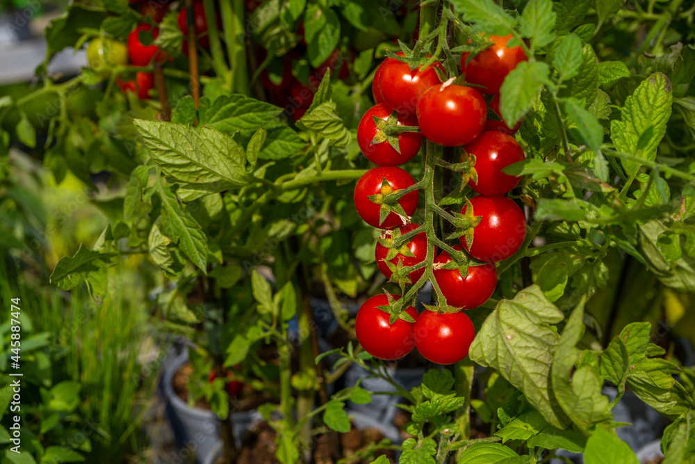 A branch of cherry tomatoes on the garden. Ripe cherry tomato ready to be harvested. High quality photo