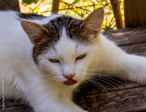 Kater Joe, August 2020