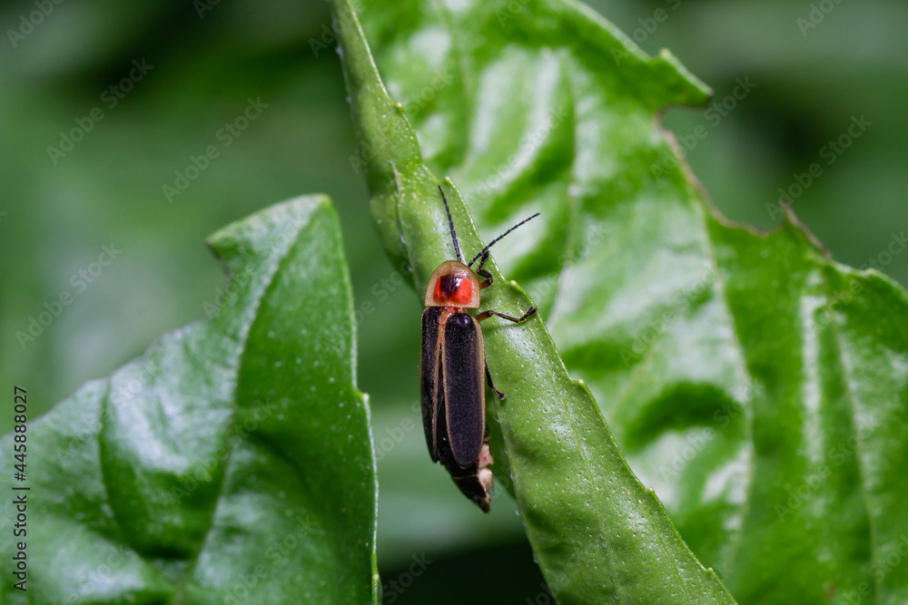 Fototapeta premium Common Eastern Firefly on Leaf