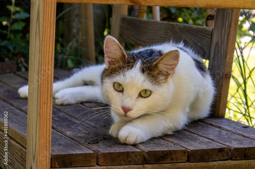 Kater Joe, August 2020