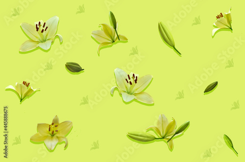 Green-yellow lily on a yellow-green background