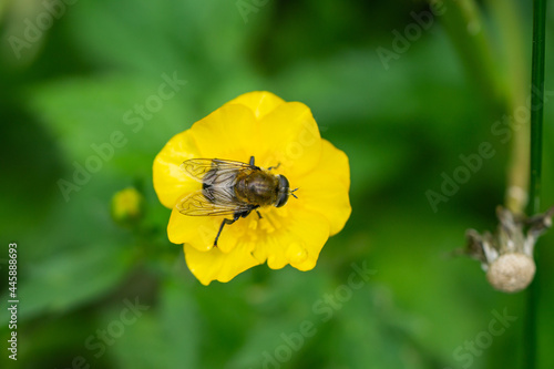 Narcissus Bulb Fly on Buttercup Flower photo