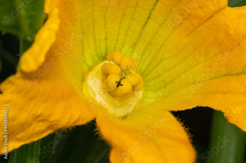 Zucchini Blossom in Bloom in Summer