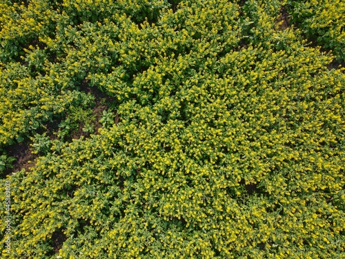 green moss background