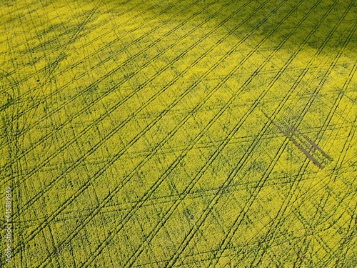 field of flowers