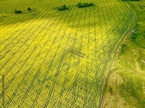 green rice field