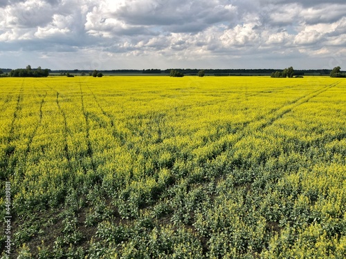 Rapeseed field