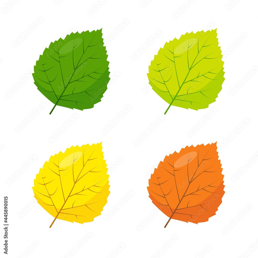 Fototapeta premium Green, yellow and brown Poplar, Betula or Aspen leaves icons