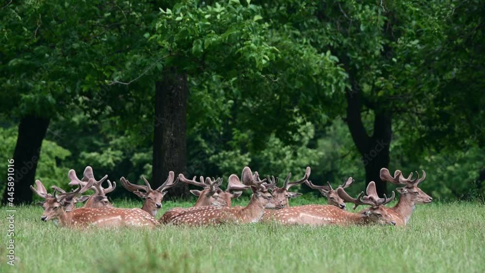 Fallow buck group lie on the forest meadow and relax, summer, june, (dama dama), germany
Fallow buck group lie on the forest meadow and relax, summer, june, (dama dama), germany