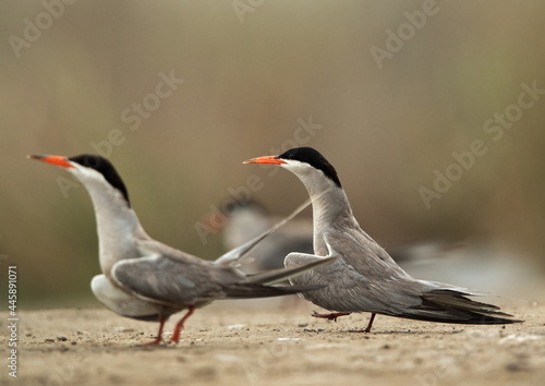 A pair of White-cheeked Tern at Asker marsh, Bahrain