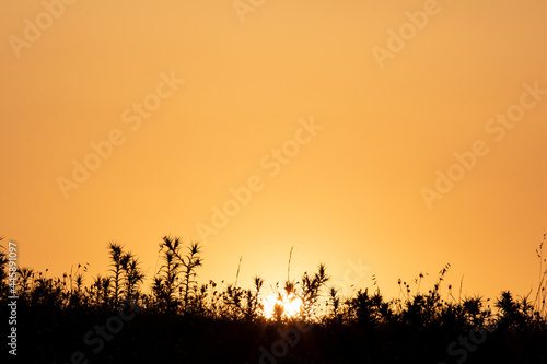 orange sunset and plants silhouettes, copy space, setting sun.