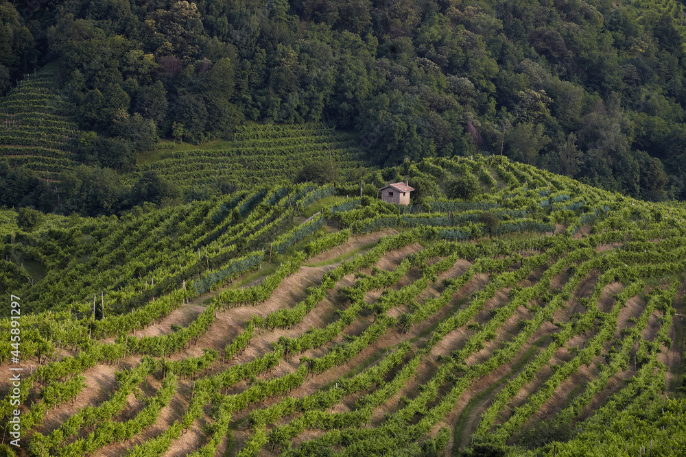 House in vineyard