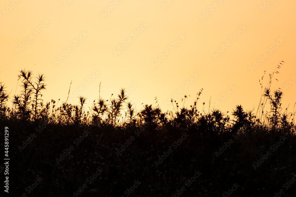 Obraz premium orange sunset and plants silhouettes, copy space, setting sun.