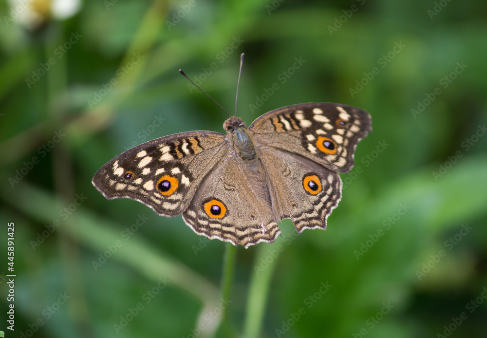 Fototapeta premium Indian peacock butterfly.