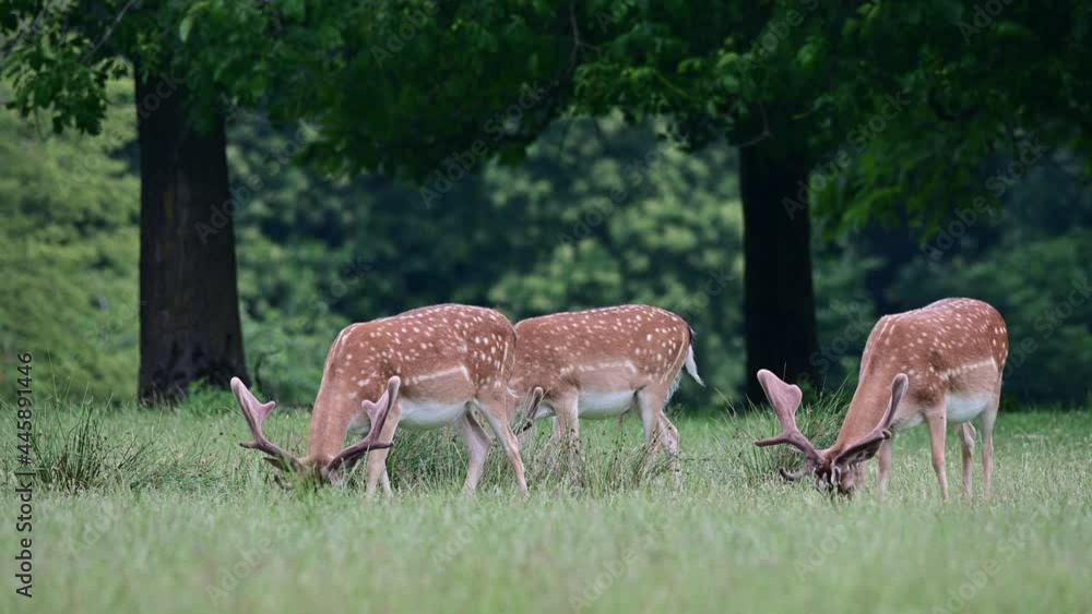 Fallow buck group grazing on the forest meadow, summer, june, (dama dama), germany Fallow buck group grazing on the forest meadow, summer, june, (dama dama), germany