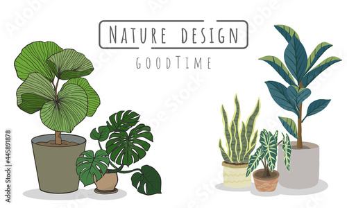 Potted plants Set, Indoor and outdoor landscape garden potted plants isolated on white, Vector set green plant in the pot.