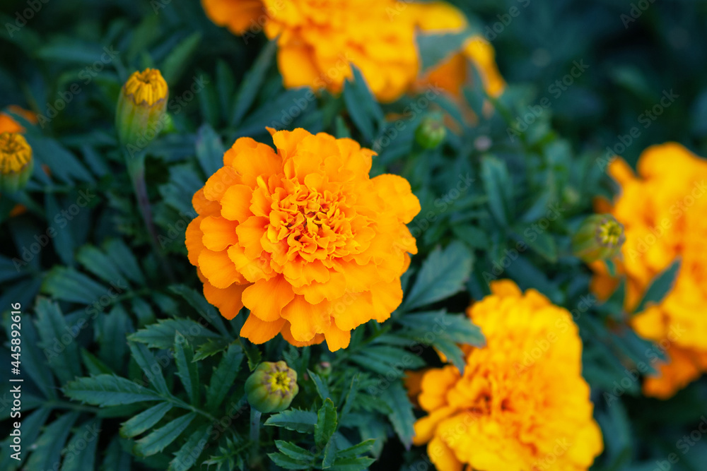 African marigold orange flowers blooming in the garden, stock photo African marigold orange flowers blooming in the garden, stock photo