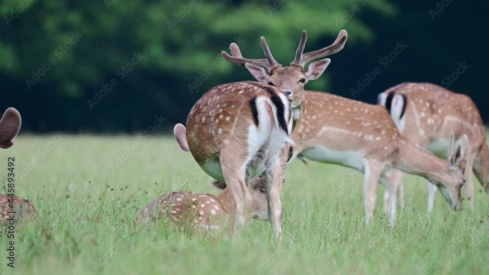 Fallow buck standing on the forest meadow and clean their fur, summer, june, (dama dama), germany Fallow buck standing on the forest meadow and clean their fur, summer, june, (dama dama), germany