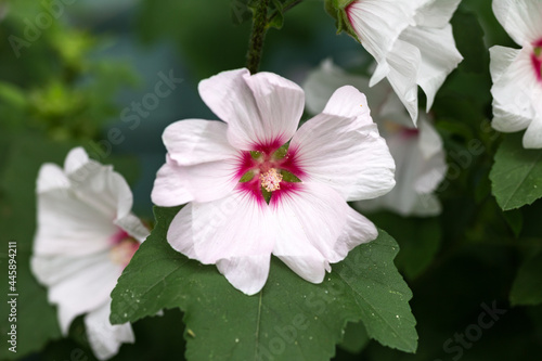 Lavatera Blushing Bride Barnsley Tree Mallow Flower in summer garden