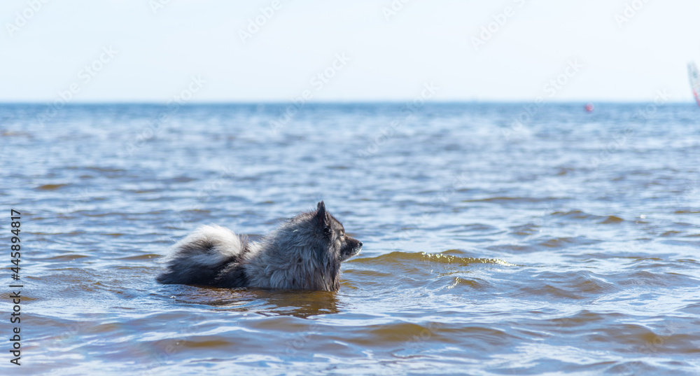 Fototapeta premium Keeshond stands chest-deep in the sea and looks into the distance