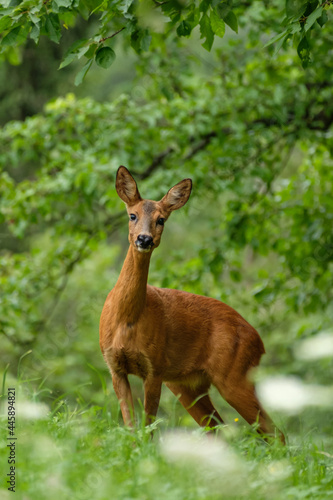 Obraz na plátně Female roe deer in vertical format