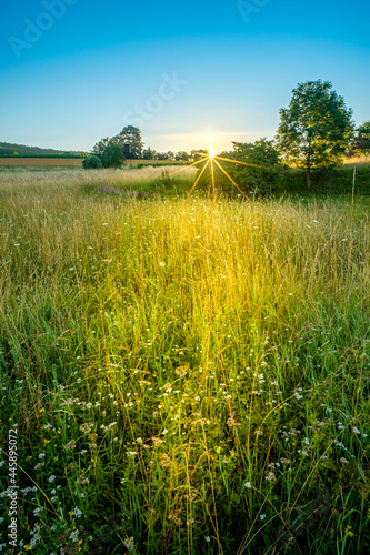 Fototapeta Naklejka Na Ścianę i Meble -  Sunrise in summer over green meadow