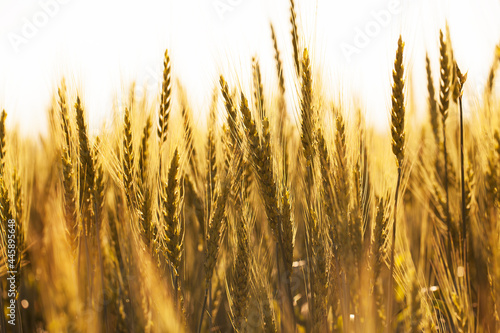 Many ears of ripe wheat