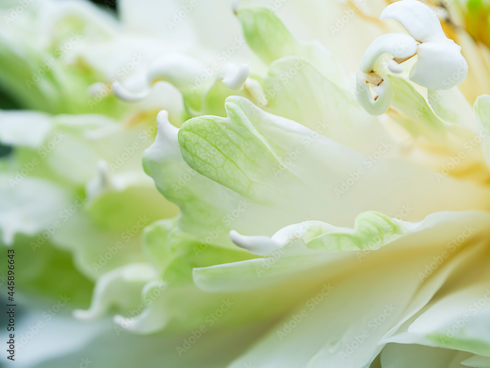 Close up soft petal of lotus flower background. Close up soft petal of lotus flower background.