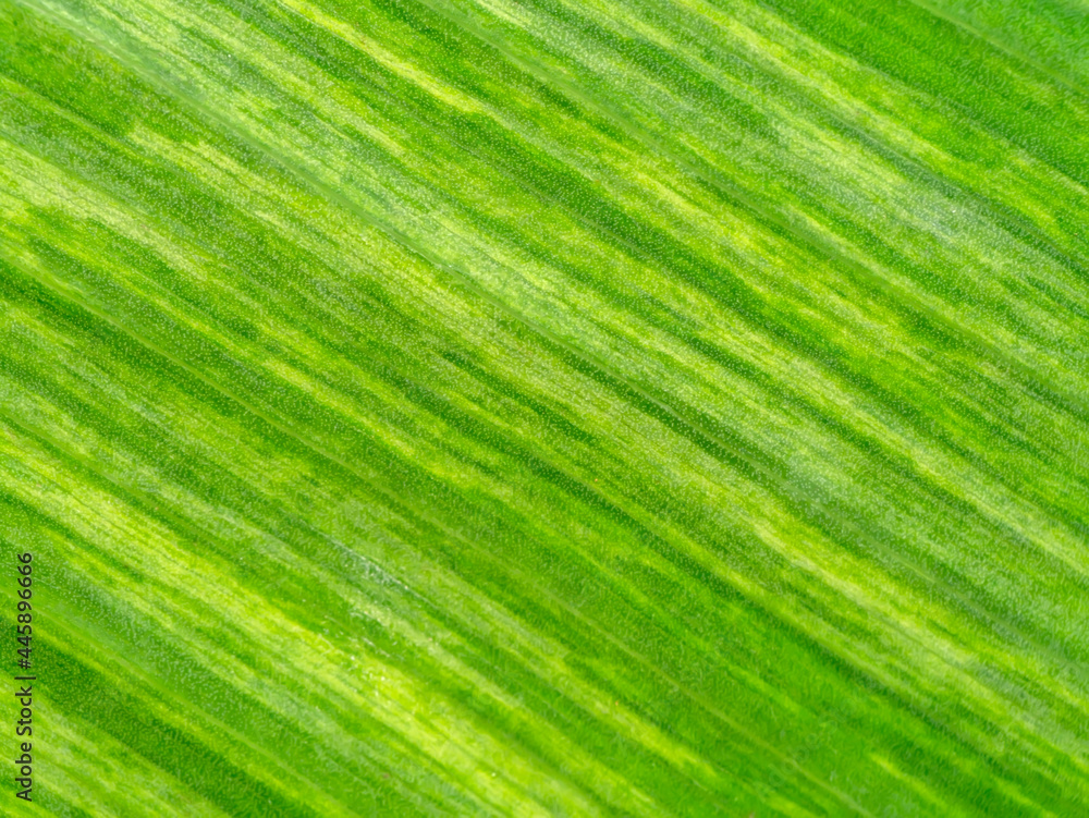 Close up the banana leaves of spotted plant background. Close up the banana leaves of spotted plant background.