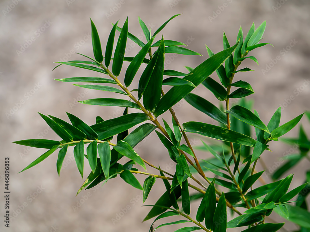 Obraz premium Fresh bamboo leaves with blur background