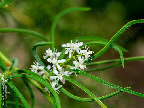 Close up flower of Shatavari plant